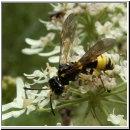 Tenthredo amoena - Blattwespe w06.jpg